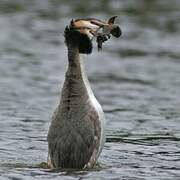 Great Crested Grebe