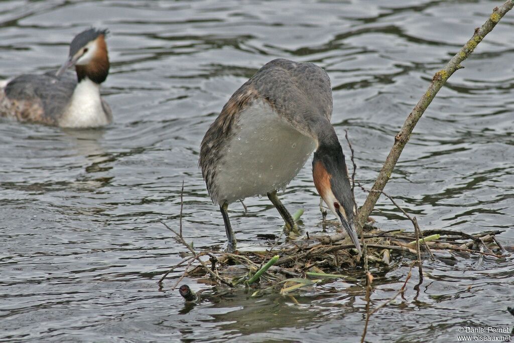 Great Crested Grebe adult, Behaviour