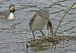 Great Crested Grebe