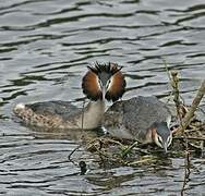 Great Crested Grebe