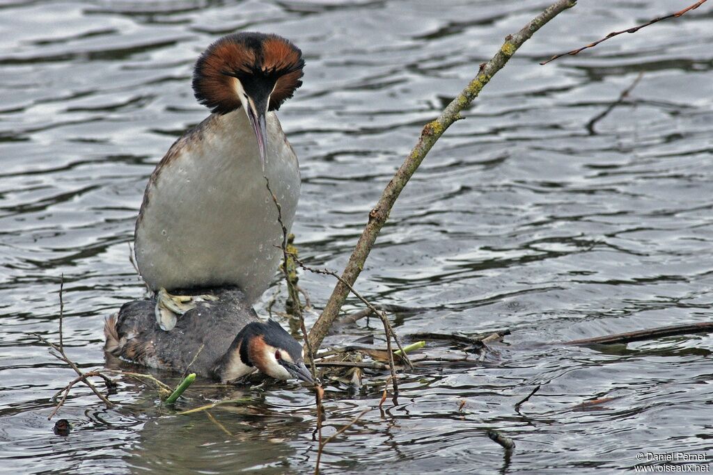 Great Crested Grebe adult, Behaviour