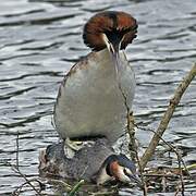 Great Crested Grebe