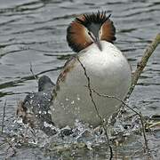 Great Crested Grebe