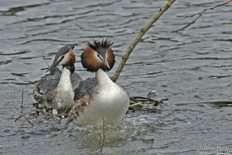 Great Crested Grebe adult, Behaviour