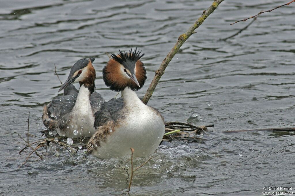 Great Crested Grebe adult, Behaviour