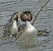 Great Crested Grebe