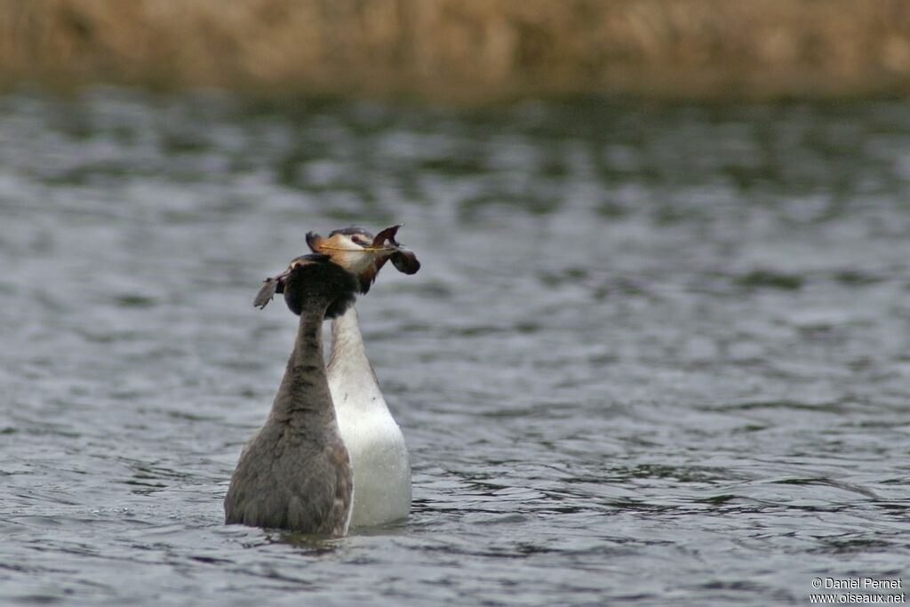 Great Crested Grebeadult breeding, identification, Behaviour