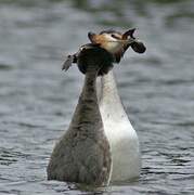 Great Crested Grebe