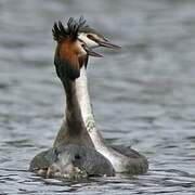 Great Crested Grebe