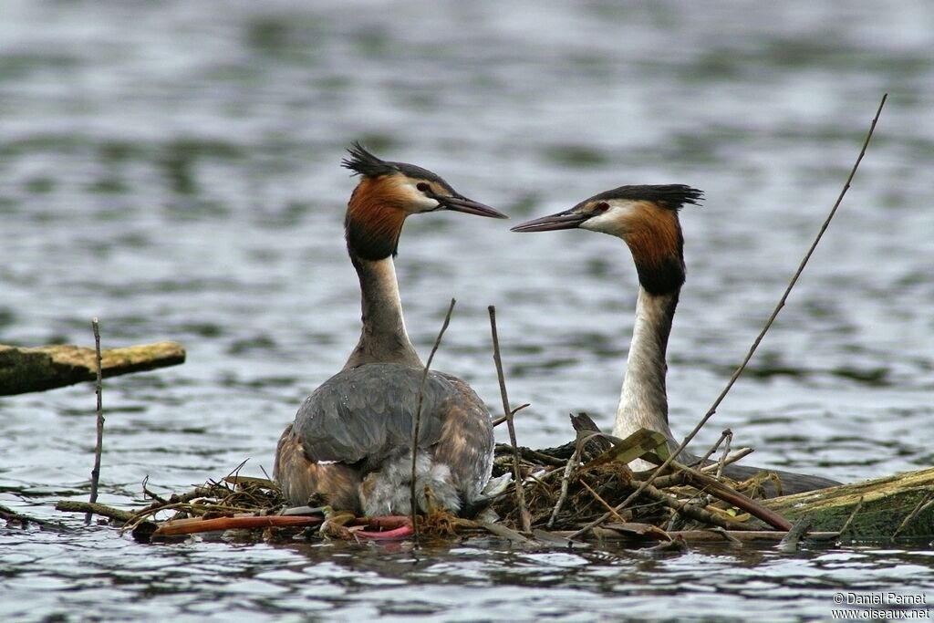 Great Crested Grebeadult breeding, identification, Behaviour