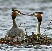 Great Crested Grebe