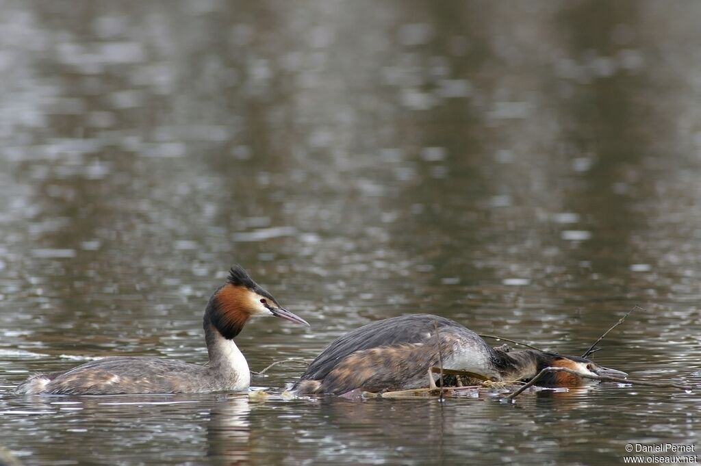 Great Crested Grebeadult breeding, identification, Behaviour