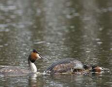 Great Crested Grebe