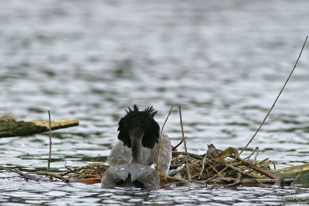 Great Crested Grebeadult breeding, Behaviour