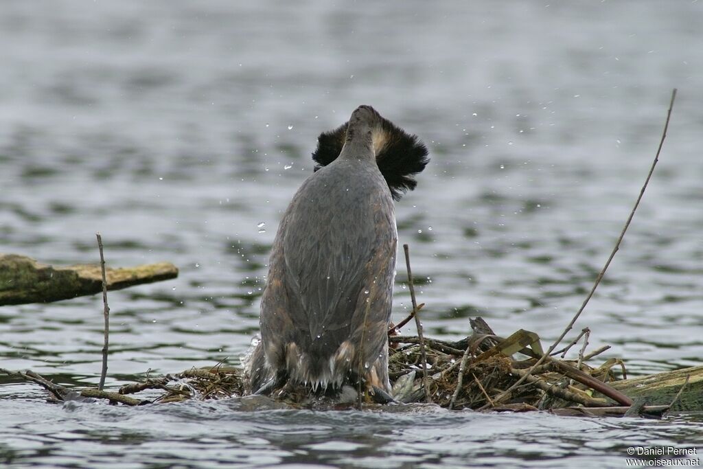 Great Crested Grebeadult breeding, identification, Behaviour