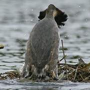 Great Crested Grebe