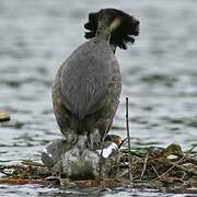 Great Crested Grebe