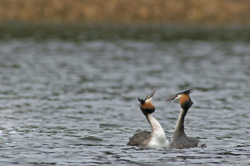 Great Crested Grebeadult breeding, identification, Behaviour