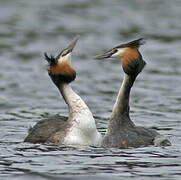 Great Crested Grebe