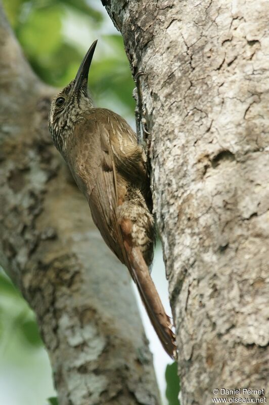 Strong-billed Woodcreeper female adult, identification