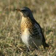 Fieldfare