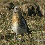 Fieldfare