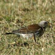 Fieldfare