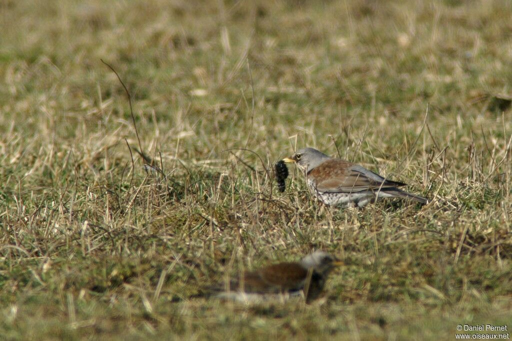 Fieldfareadult post breeding, feeding habits