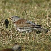 Fieldfare