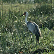 Wattled Crane