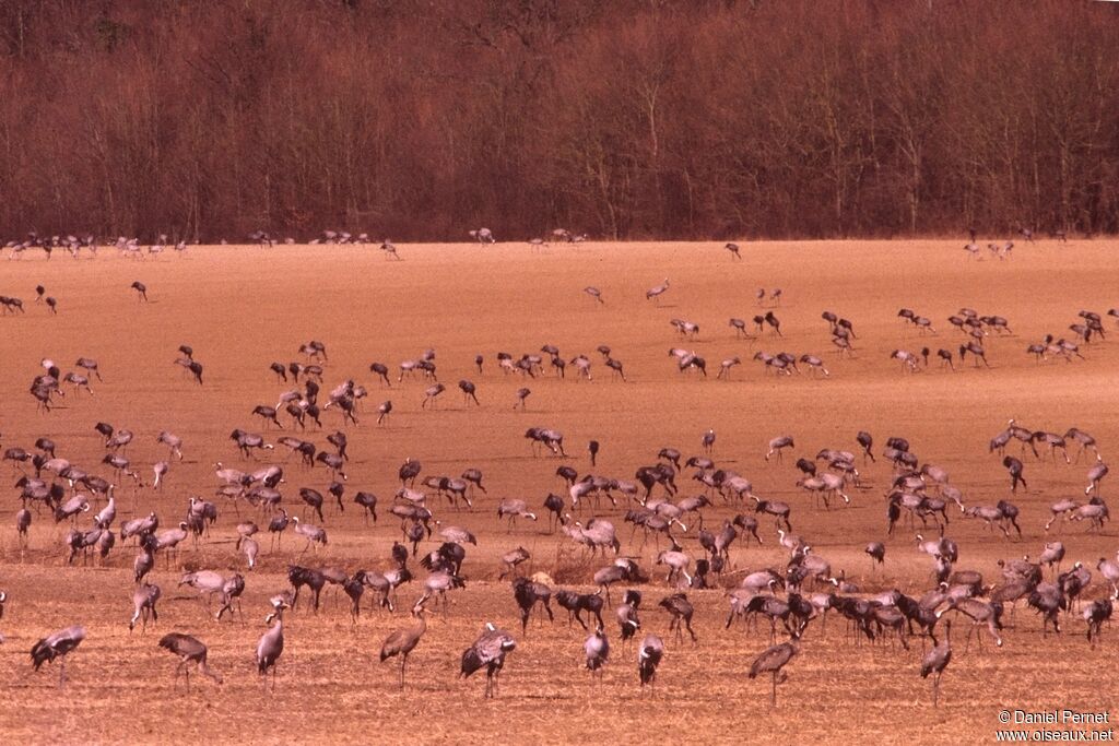 Common Crane, identification, Behaviour