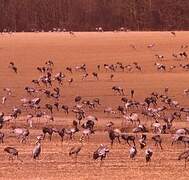 Common Crane