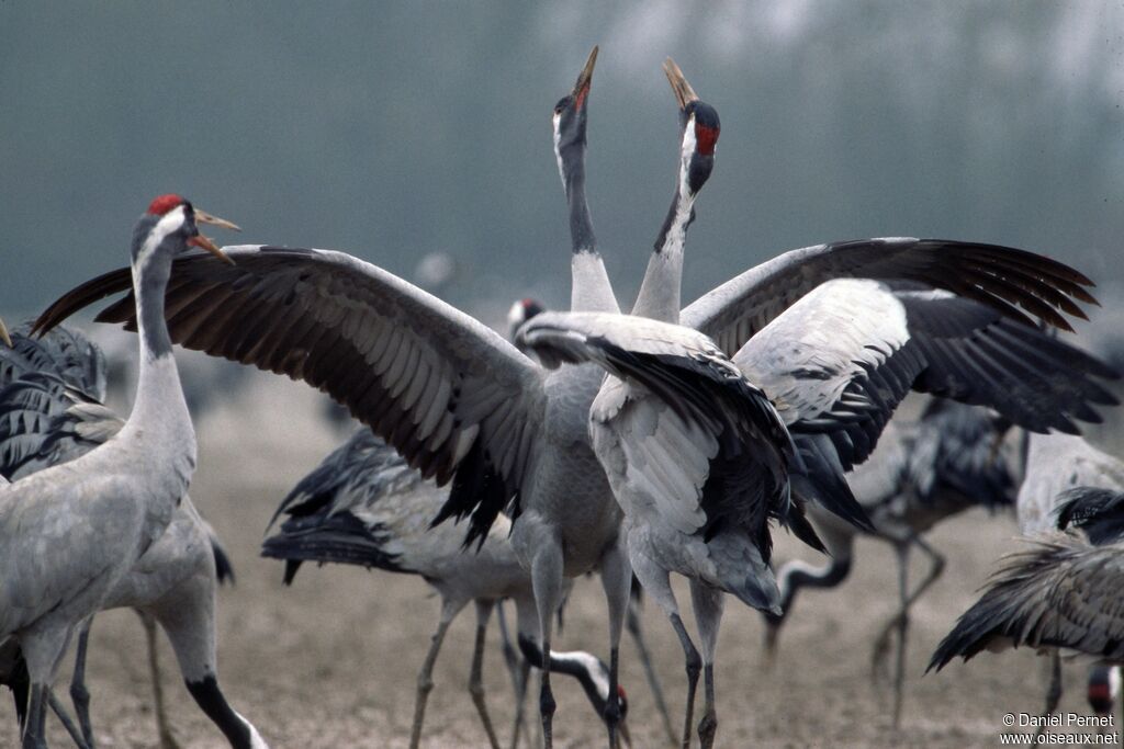 Common Craneadult, identification, Behaviour