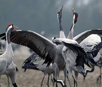 Common Crane