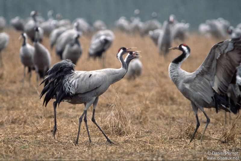 Common Crane , identification, Behaviour