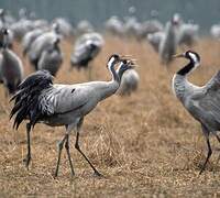 Common Crane