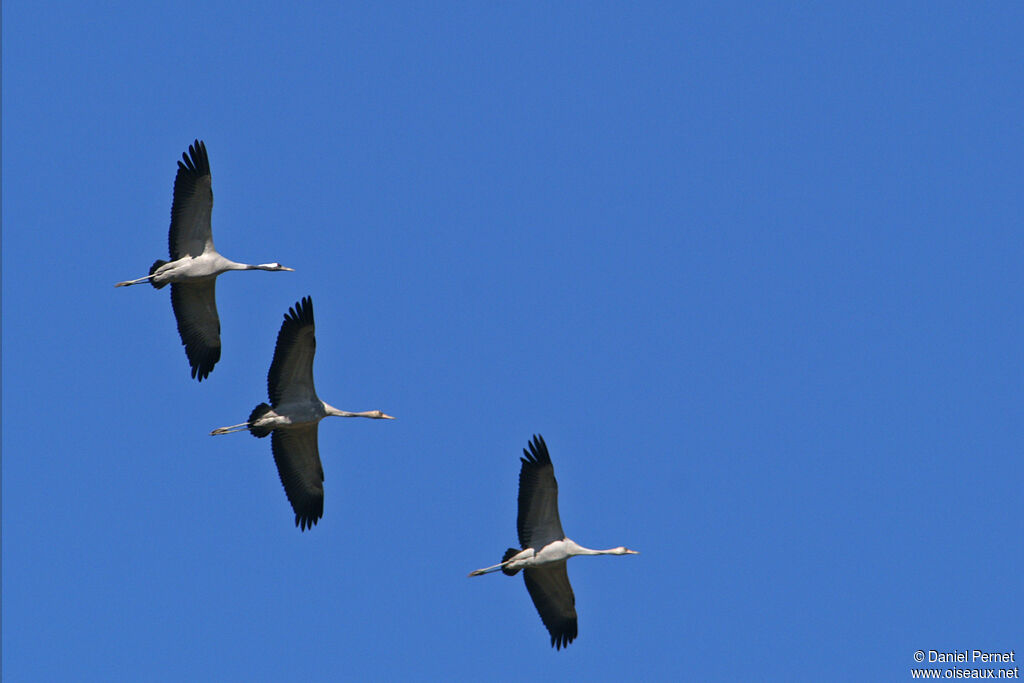 Common Crane, Flight