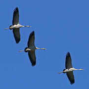 Common Crane