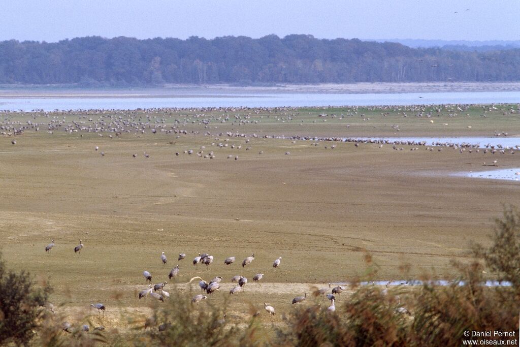 Common Crane, identification