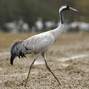 Common Crane