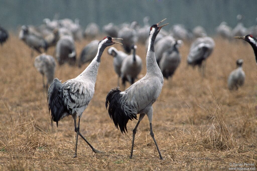 Common Craneadult, identification