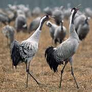 Common Crane