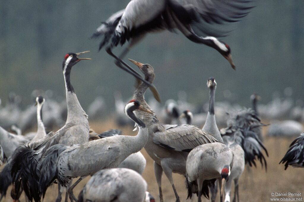 Common Craneadult, identification, Behaviour