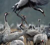 Common Crane