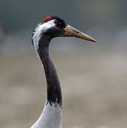 Common Crane