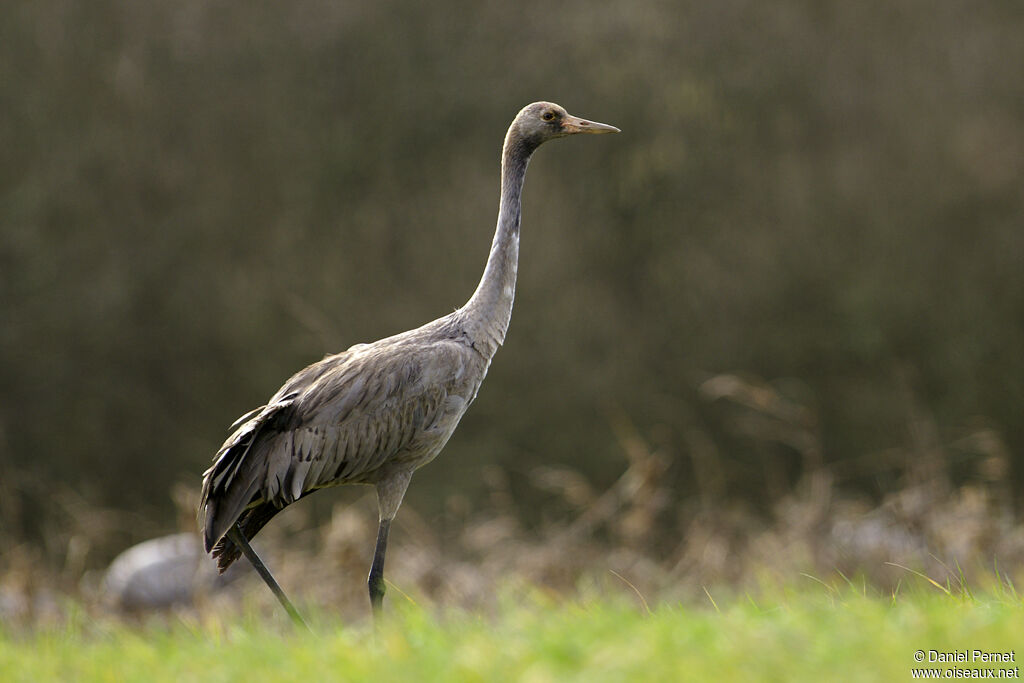 Common Cranejuvenile, identification