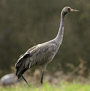 Common Crane