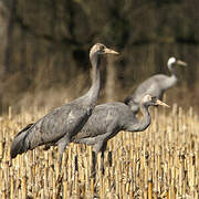 Common Crane