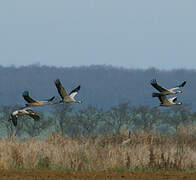 Common Crane