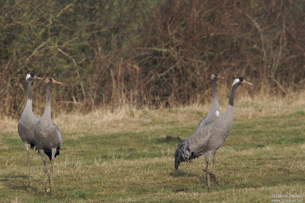 Common Crane, identification